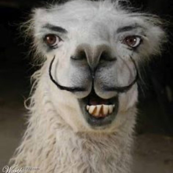 mysteryllama